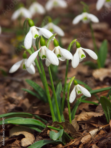 snowdrops-8