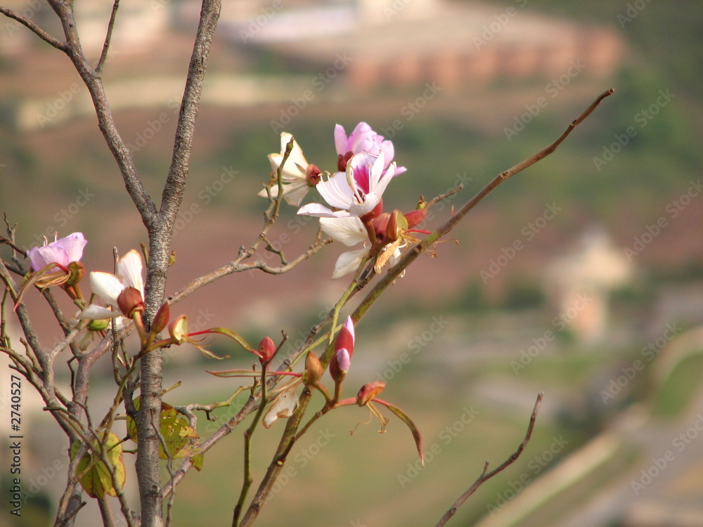flower