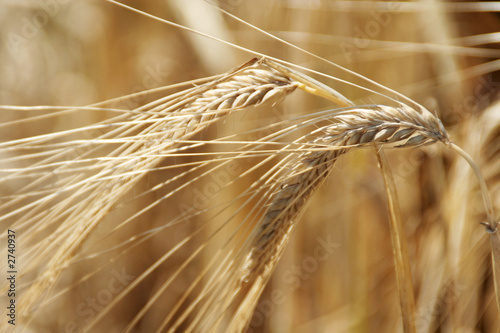 two heads of wheat
