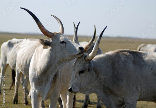 grey cattle