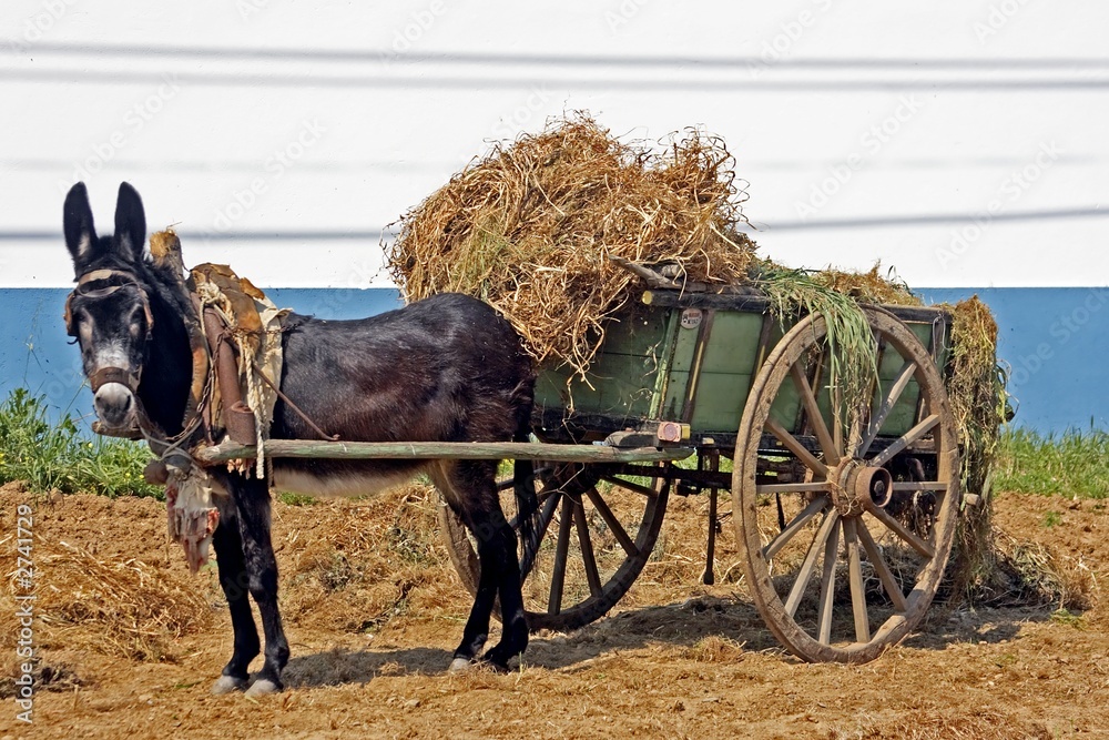 donkey waiting with his load