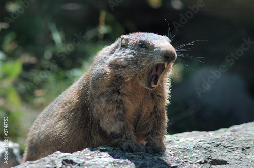 marmotte