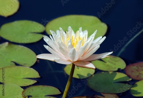 white water lily