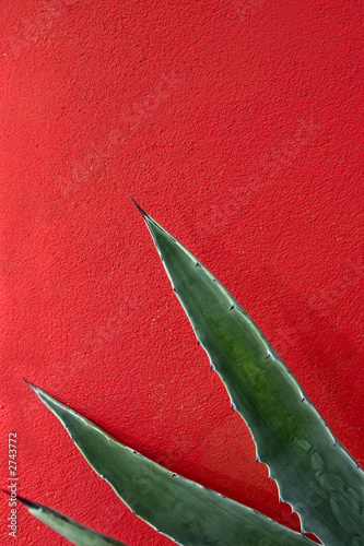 agave abstract