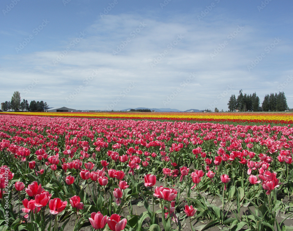 tulip field with cloudy sky