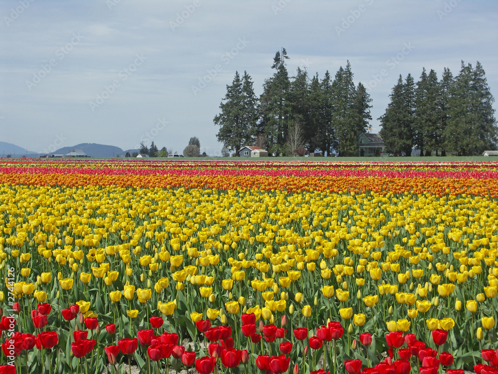 tulip field with grove of pines