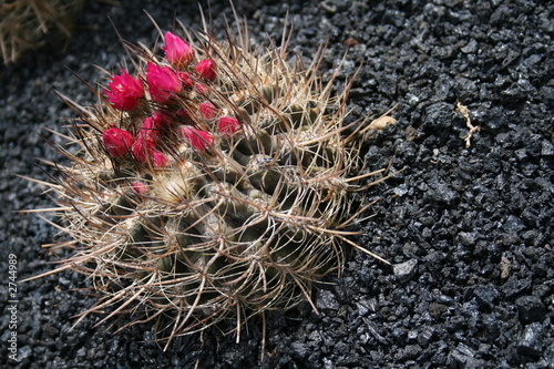 blossoming cactus,