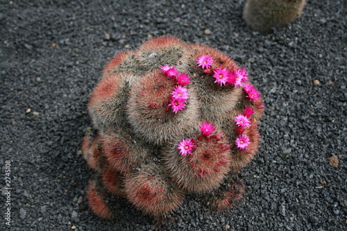 blossoming cactus 