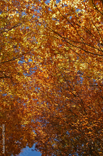 arbres en automne