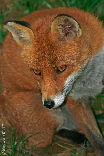 reanard roux