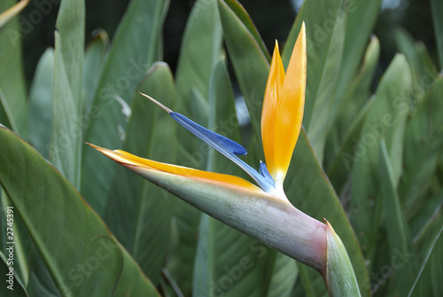 strelitzia reginae photo