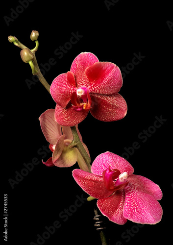 orchid