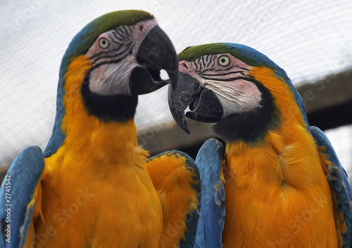 pair of parrots