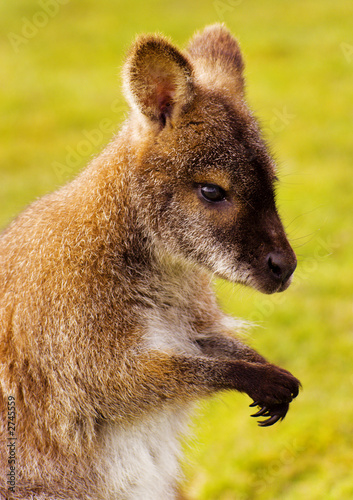wallaby
