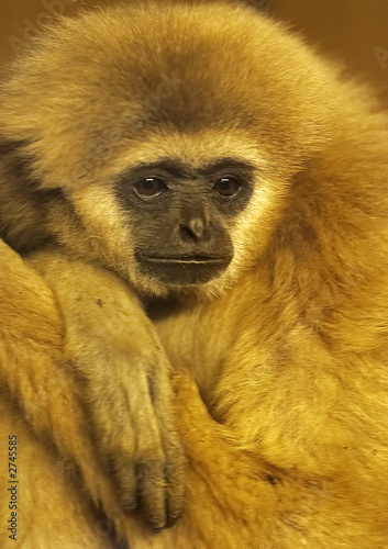 sad ape