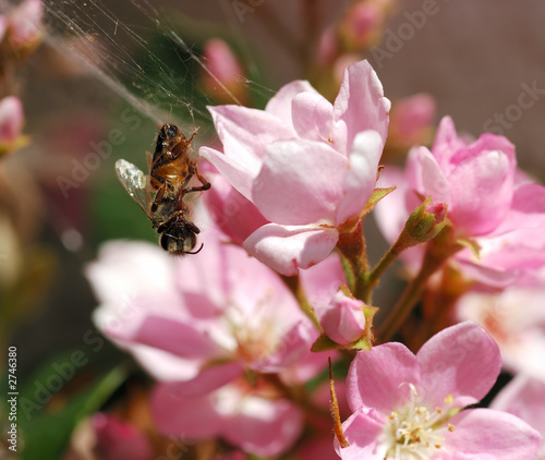 honeybee in spider's web