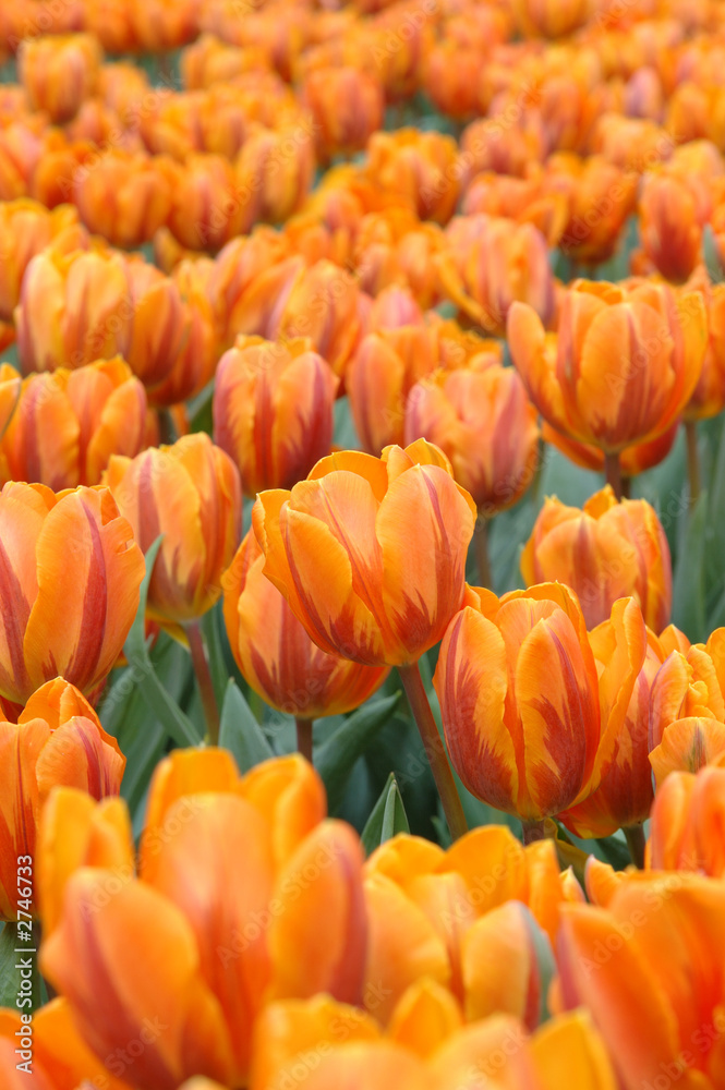 red-white tulips red-white tulips