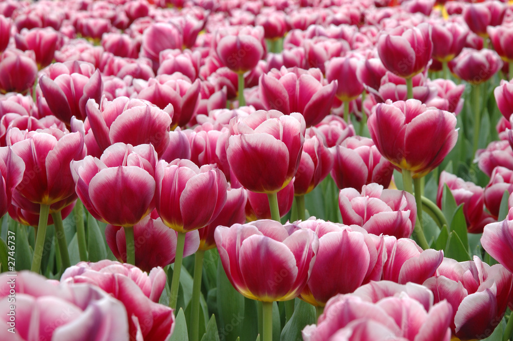 Fototapeta premium mixed color tulips