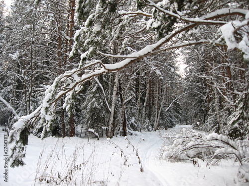 winter forest
