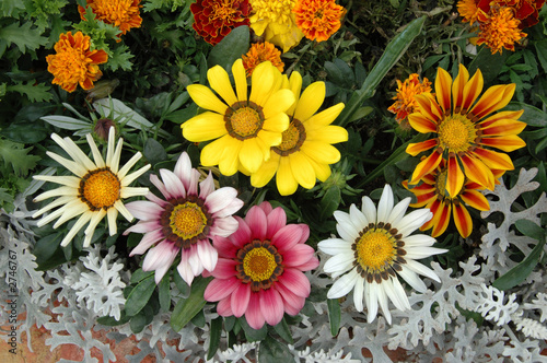 mixed color gazania