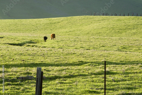 rolling green pastureland with cows