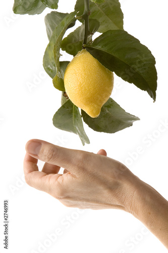hand for the lemon