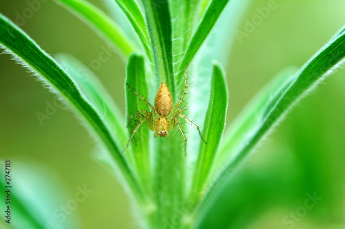 lynx spider on plant