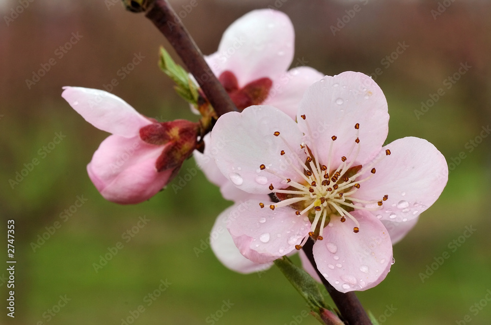 Obraz premium blooming peach tree