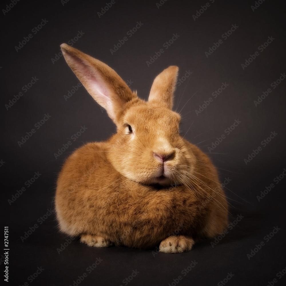 Fototapeta premium ben, the rabbit