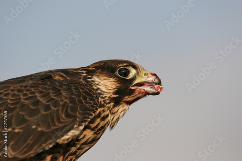 falcon