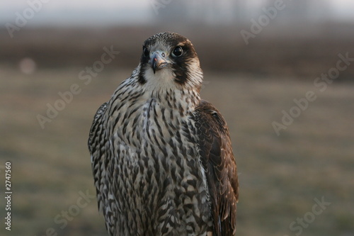 falcon