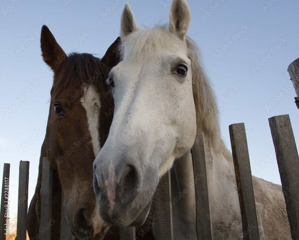 Fototapeta premium horses