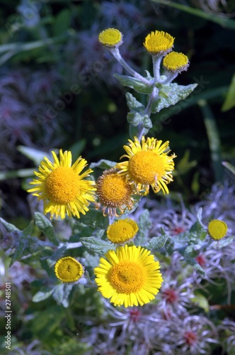 fleur jaune