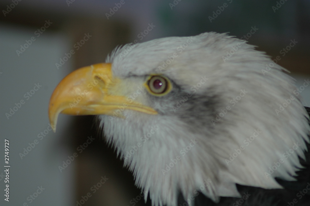 bald eagle