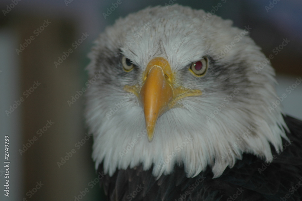 bald eagle bald eagle