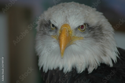 bald eagle