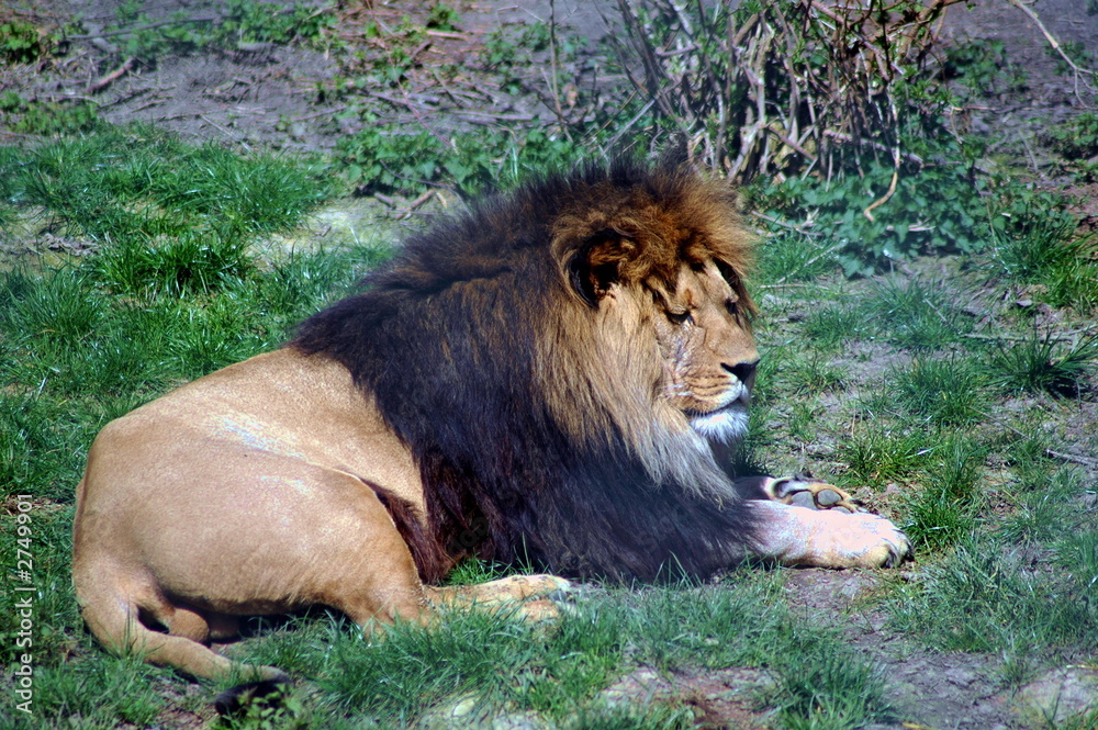 Naklejka premium lion