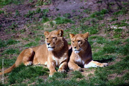 Photography lion