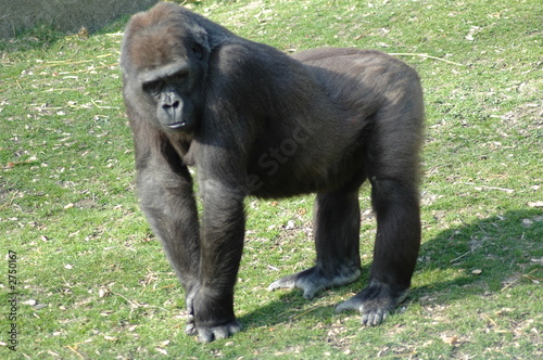 gorilla