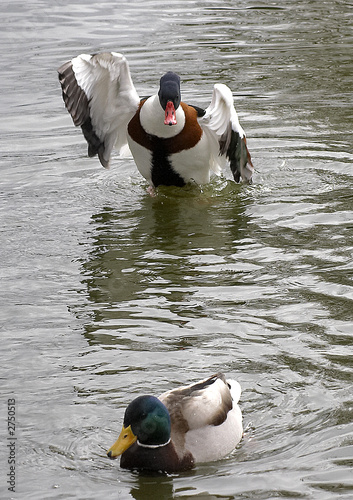 mallard ducks in action