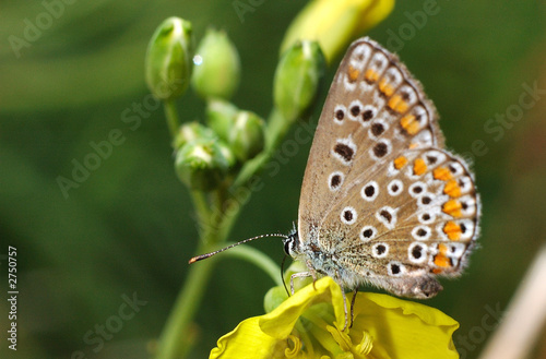 papillon