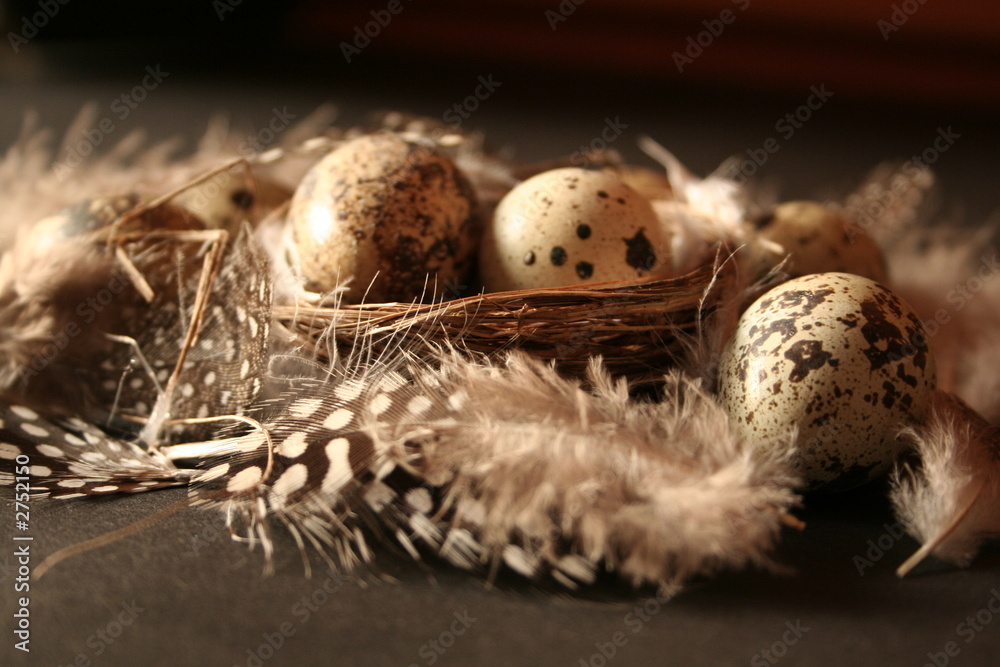 Obraz premium feathers