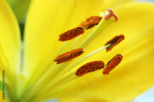 stamens of a yellow lily