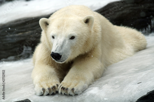 polar bear © aldaer