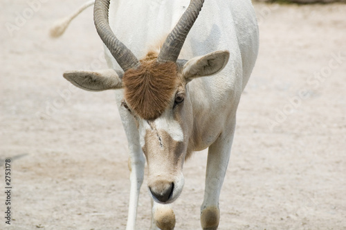 antilope photo