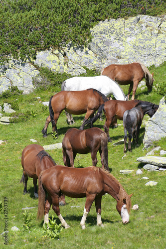wild horses feeding © Tudor Stanica