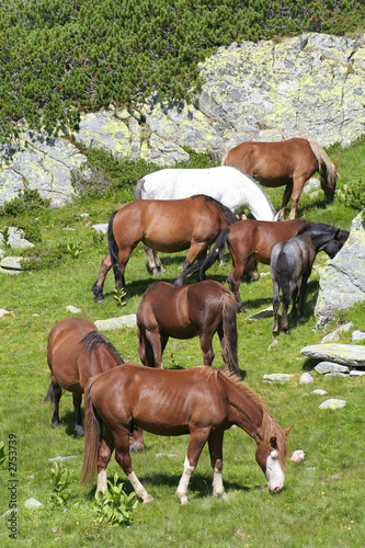 wild horses feeding