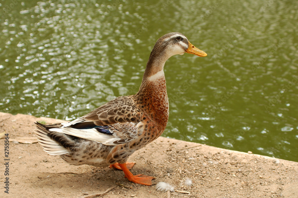Fototapeta premium duck