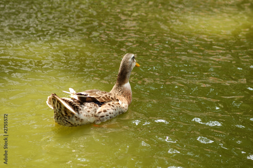 duck duck