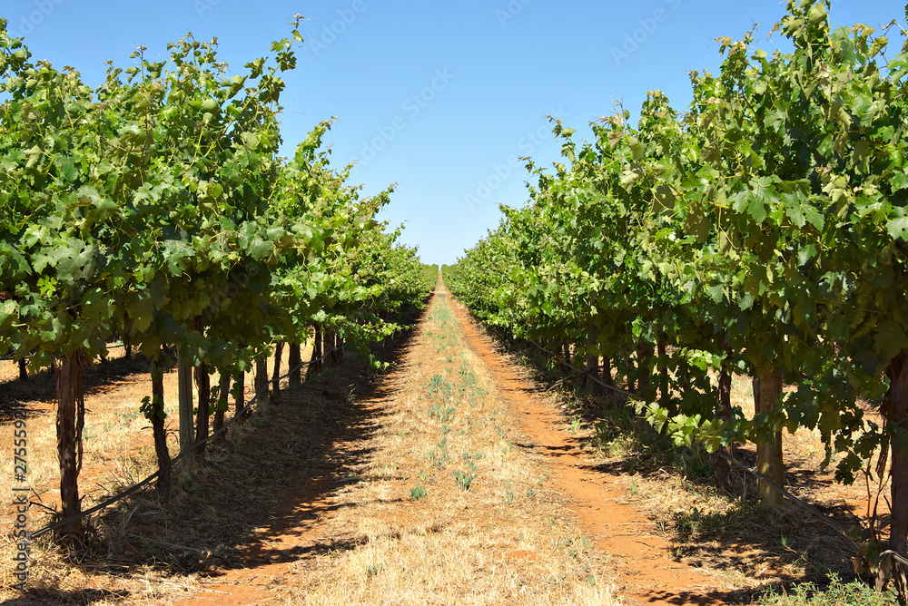 grape vines in a row
